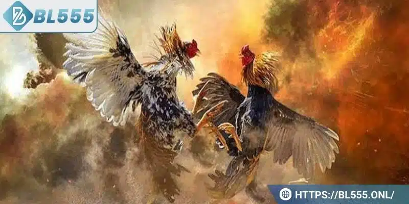 Đá gà cựa sắt - Cách chơi hay và các kỹ thuật hiệu quả 5 Đá gà cựa sắt được hiểu là gì